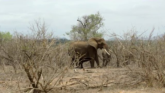 pan to an elephant eating from the bush with two calves around him in Kruger National Park South Africa