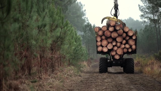 Forestry logging vehicle (forwarder) on duty