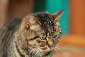 Портрет полосатой тигровой кошки