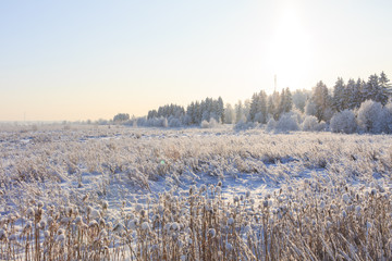 Frosted trees against a blue sky