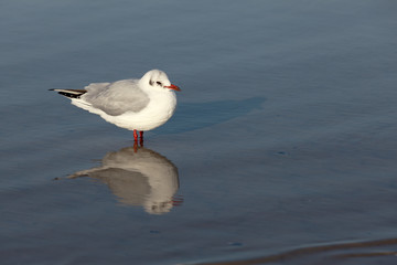 Möwe im Wasser