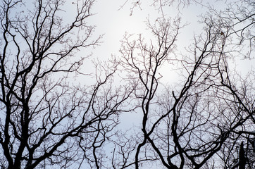View of the treetops in the sky
