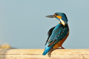 kingfisher (alcedo atthis) in natural habitat
