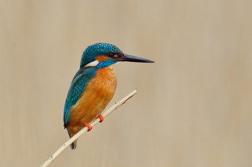 kingfisher (alcedo atthis)
