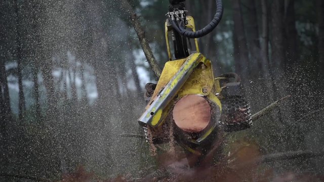 Timber cutting, France