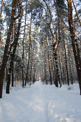 Landscape of winter coniferous forest with snow and sun