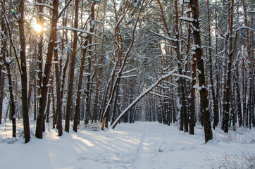 Landscape of winter coniferous forest with snow and sun