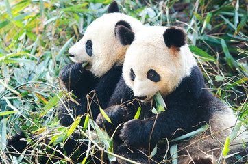 Fototapeta premium Two Panda Bears eating bamboo, sitting side by side, China