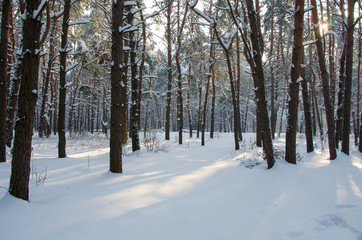 Fototapeta premium Krajobraz zimowego lasu iglastego ze śniegiem i słońcem