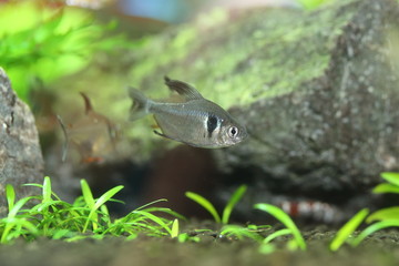 black phantom tetra