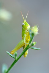 green grasshopper in natural habitat in summer