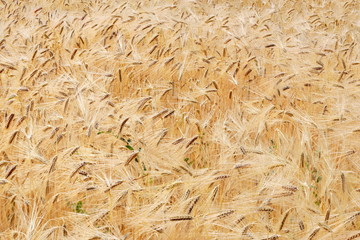 golden cereal field closeup