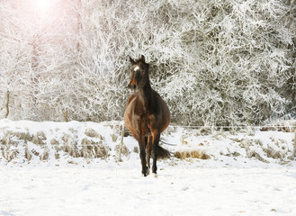 braunes Pferd im Schnee
