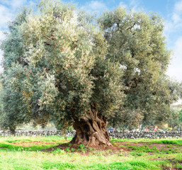 Olijfboom op het platteland van Apulië (Italië)