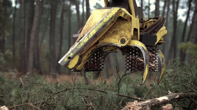 Timber cutting, France