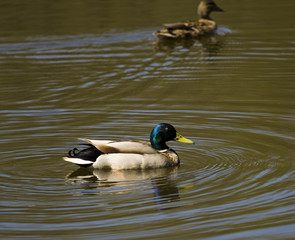 Two ducks on water