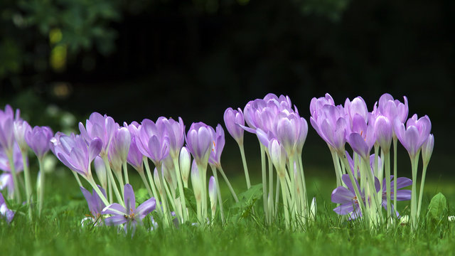 Colchiques, Autumn crocus, Colchicum (lat)