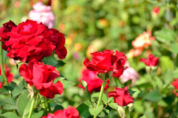 red rose in the garden 