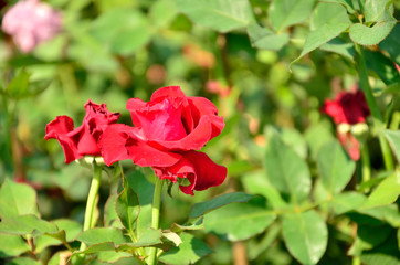 red rose in the garden 