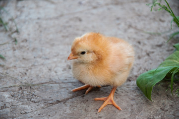 Baby chicken