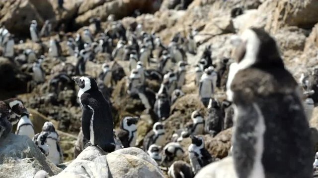 Molting penguin colony at the rocks in Stony Point South Africa