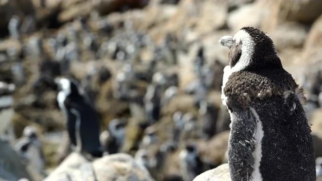 Focus pull from molting penguin to penguin colony at the rocks in Stony Point South Africa
