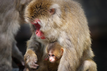 Close-up of a Snow Monkey baby and its mother (Japanese Macaque - Macaca Fuscata) 