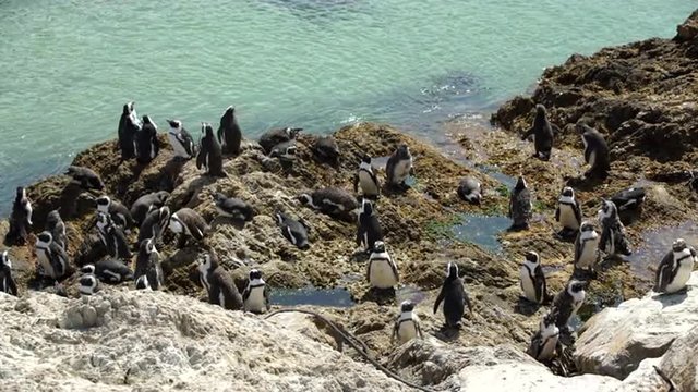 Penguin colony at the rocks in Stony Point South Africa
