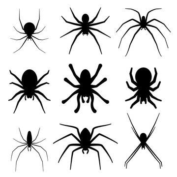 Set of spider silhouette vector icon. Top view