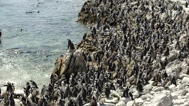 Big penguin colony at the rocks in Stony Point South Africa