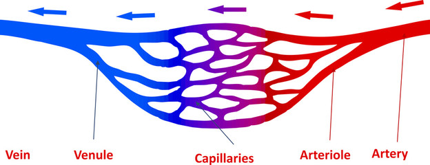 Capillaries