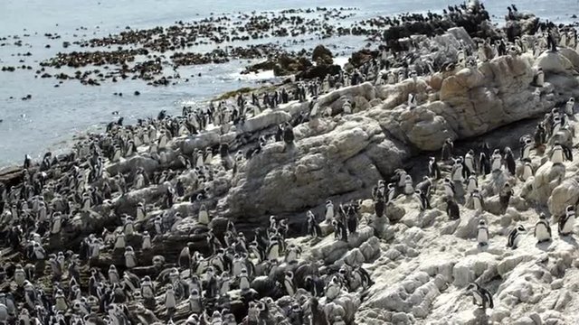 Pan from a big penguin colony at the rocks in Stony Point South Africa