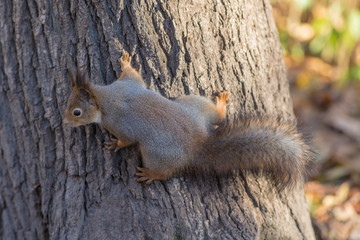 squirrel close up