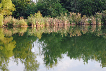 Reflecting trees in the lake