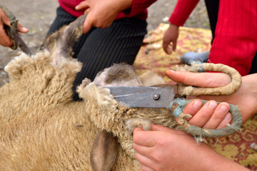 Obraz premium sheep shearing