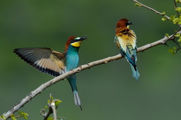 european bee-eaters (Merops Apiaster) outdoor