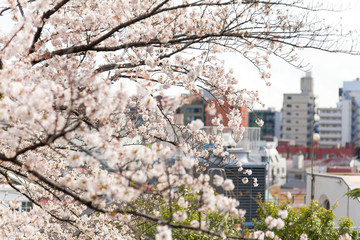 桜と街並み