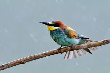 european bee-eater (Merops Apiaster) in natural habitat