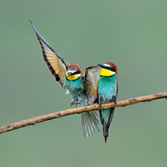 european bee-eaters (Merops Apiaster) outdoor