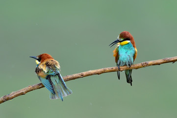 european bee-eaters (Merops Apiaster) outdoor
