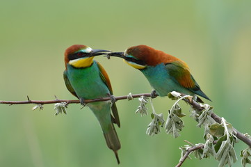 european bee-eater (Merops Apiaster) outdoor