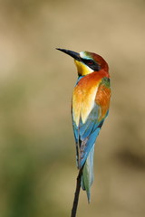 european bee-eater (Merops Apiaster) outdoor