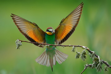 Fototapeta na wymiar european bee-eater (Merops Apiaster) outdoor