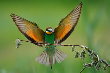 Fototapeta premium european bee-eater (Merops Apiaster) outdoor