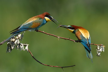 european bee-eater (Merops Apiaster) in natural habitat