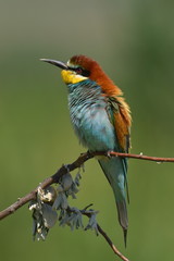 european bee-eater (Merops Apiaster) in natural habitat
