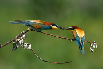 european bee-eater (Merops Apiaster) outdoor