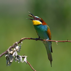 european bee-eater (Merops Apiaster) outdoor