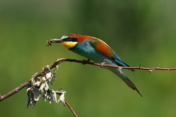 european bee-eater (Merops Apiaster) outdoor