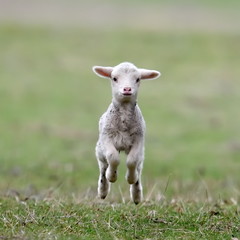 Naklejka na ściany i meble cute lambs on field in spring